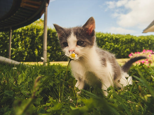 Kühle Pfoten garantiert – 5 Tipps für Katzen bei Sommerhitze - allesKatze.de