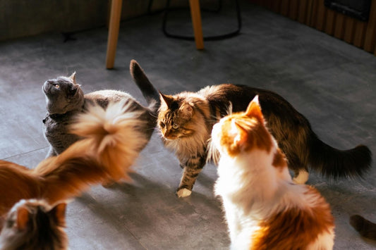 Ein kleiner Überblick zu den beliebtesten Katzenrassen der Welt - allesKatze.de