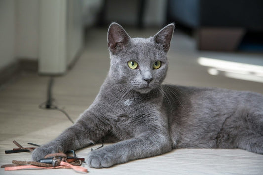 Katzenspielzeug im Überblick: Welche Arten gibt es und welches passt zu deiner Katze? - allesKatze.de